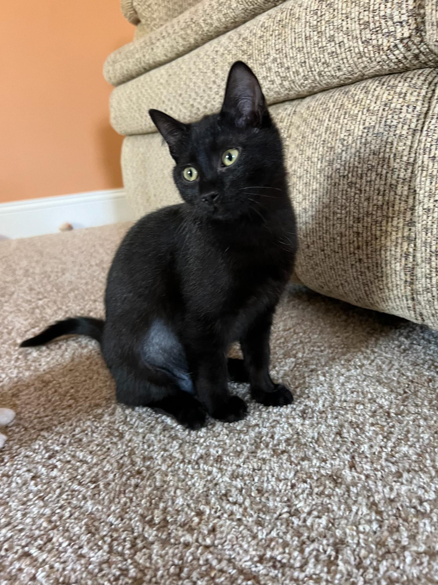 Enlarge Iris, a Adoptable Domestic Short Hair in Apex, NC image 2/2