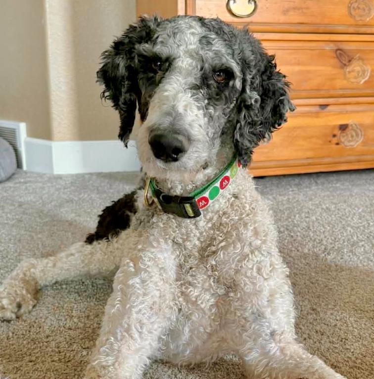Enlarge Nitro, a ADOPTABLE mixed breed in Mead, CO image 1/2