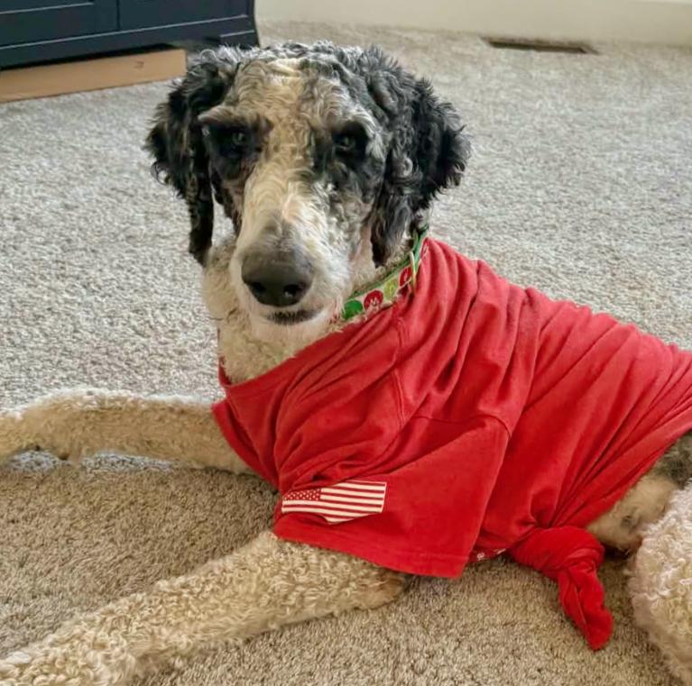 Nitro, ADOPTABLE, Young Male Poodle & Mixed Breed.
