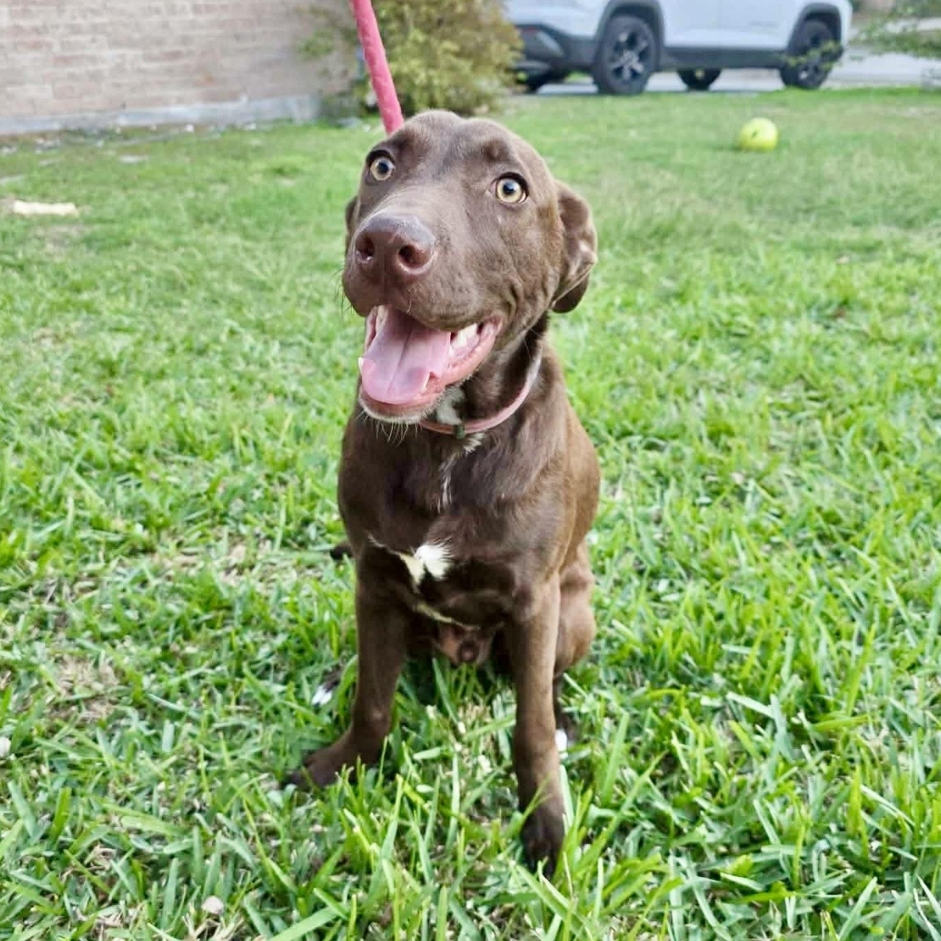 Enlarge Buckey, a Adoptable mixed breed in Pittsburgh, PA image 5/6