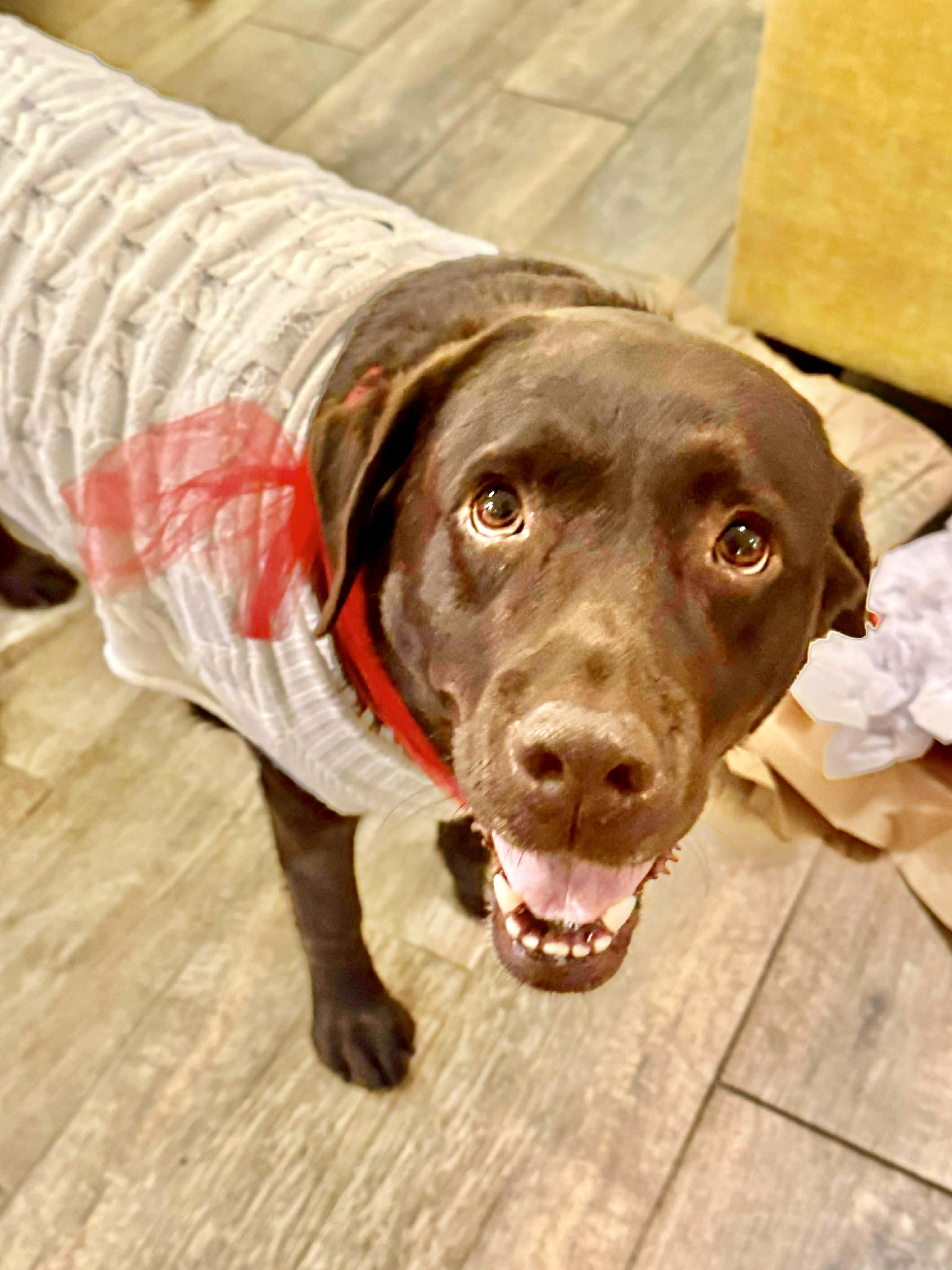 Enlarge Buckey, a Adoptable mixed breed in Pittsburgh, PA image 3/6