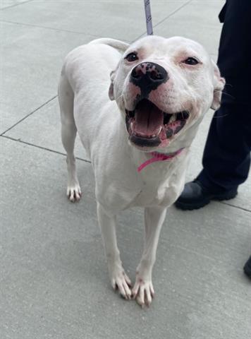 Enlarge JANE JETSON, a Adoptable mixed breed in Dayton, OH image 1/1