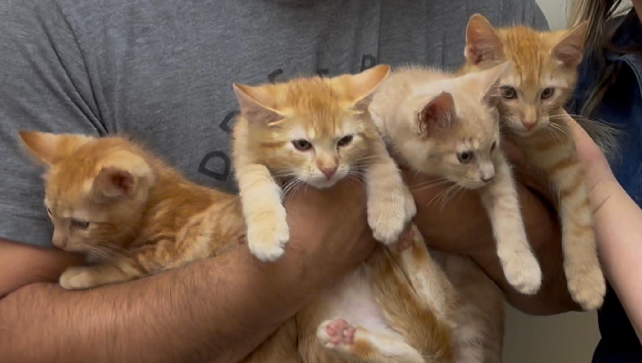 Bonsai, Adoptable, Kitten Female Domestic Short Hair.