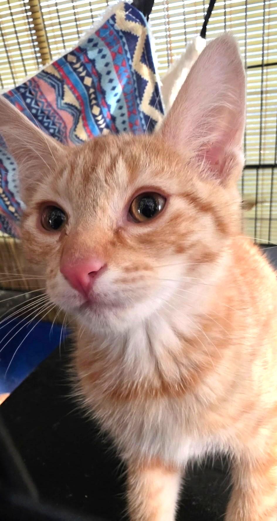 Bonsai, a Adoptable Domestic Short Hair in Great Neck, NY image 2/5