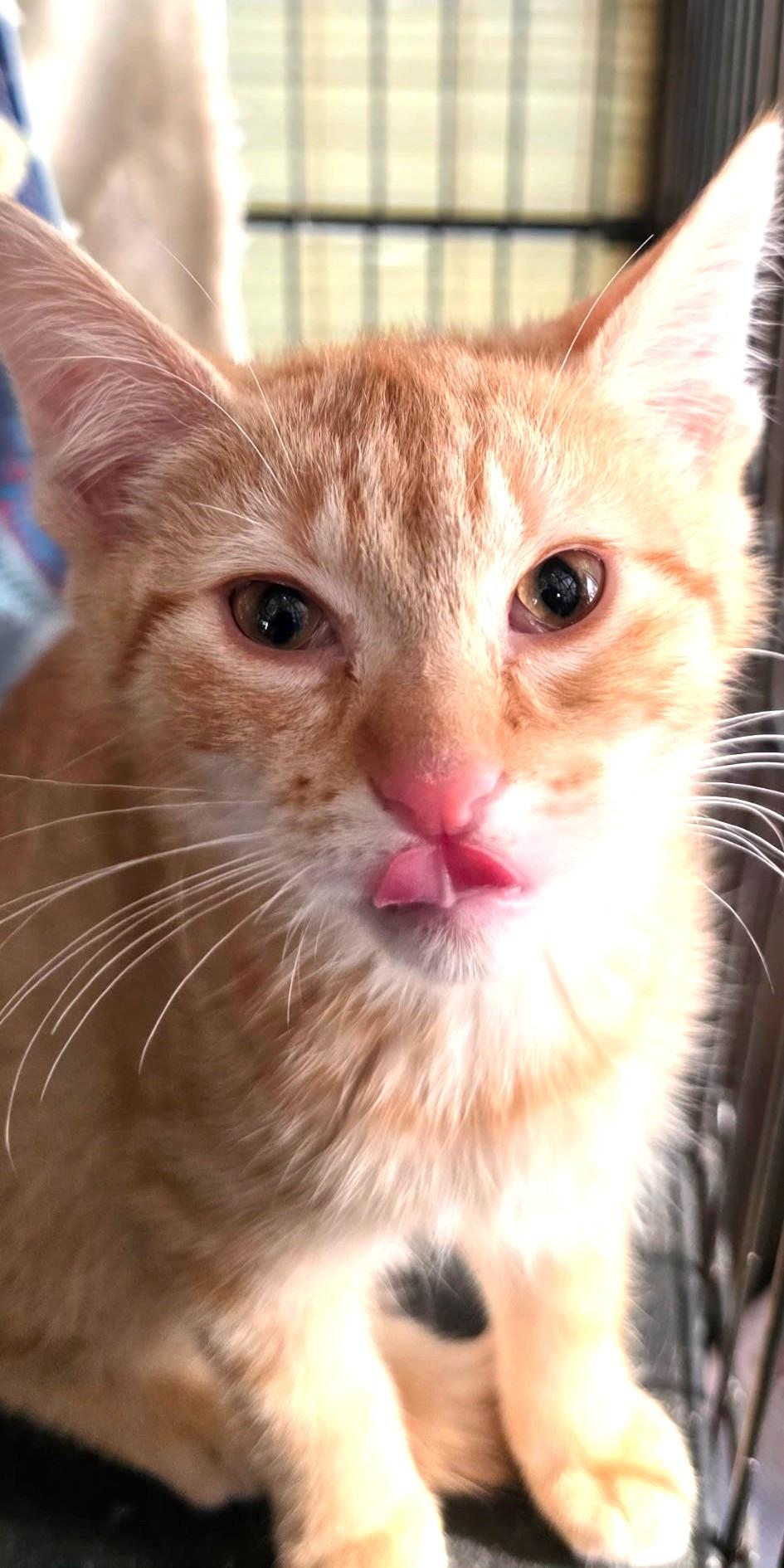 Bonsai, a Adoptable Domestic Short Hair in Great Neck, NY image 3/5