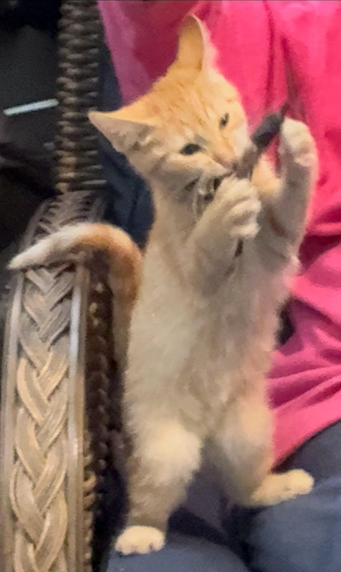 Bonsai, a Adoptable Domestic Short Hair in Great Neck, NY image 4/5