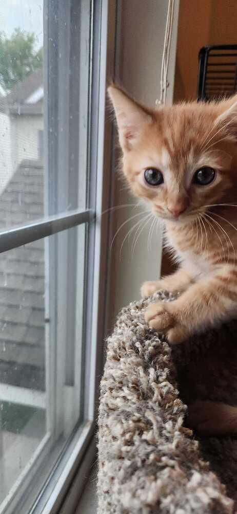 Phoenix, Adoptable, Kitten Male Domestic Short Hair.