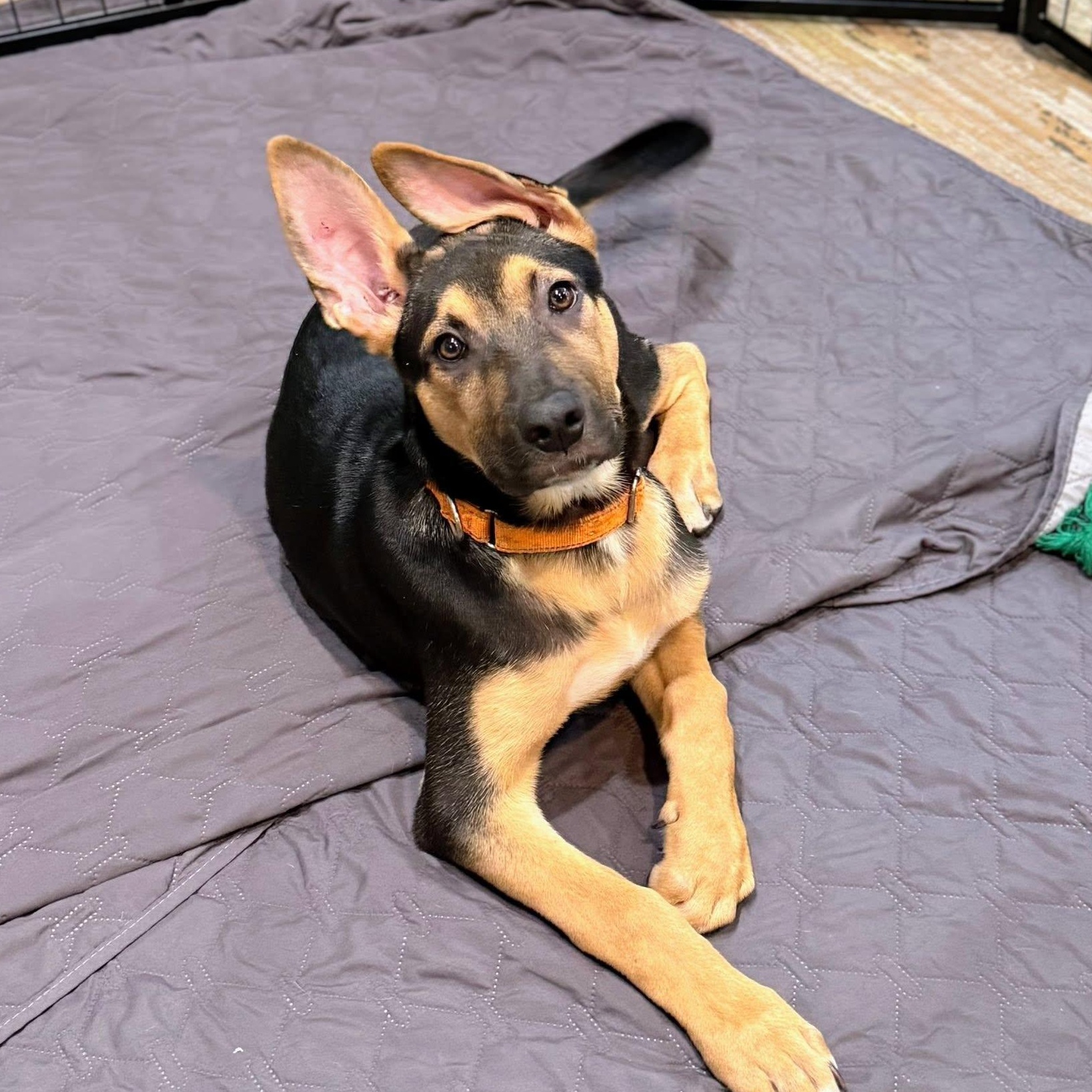 Hutch, adopted, Puppy Male German Shepherd Dog & Pit Bull Terrier.