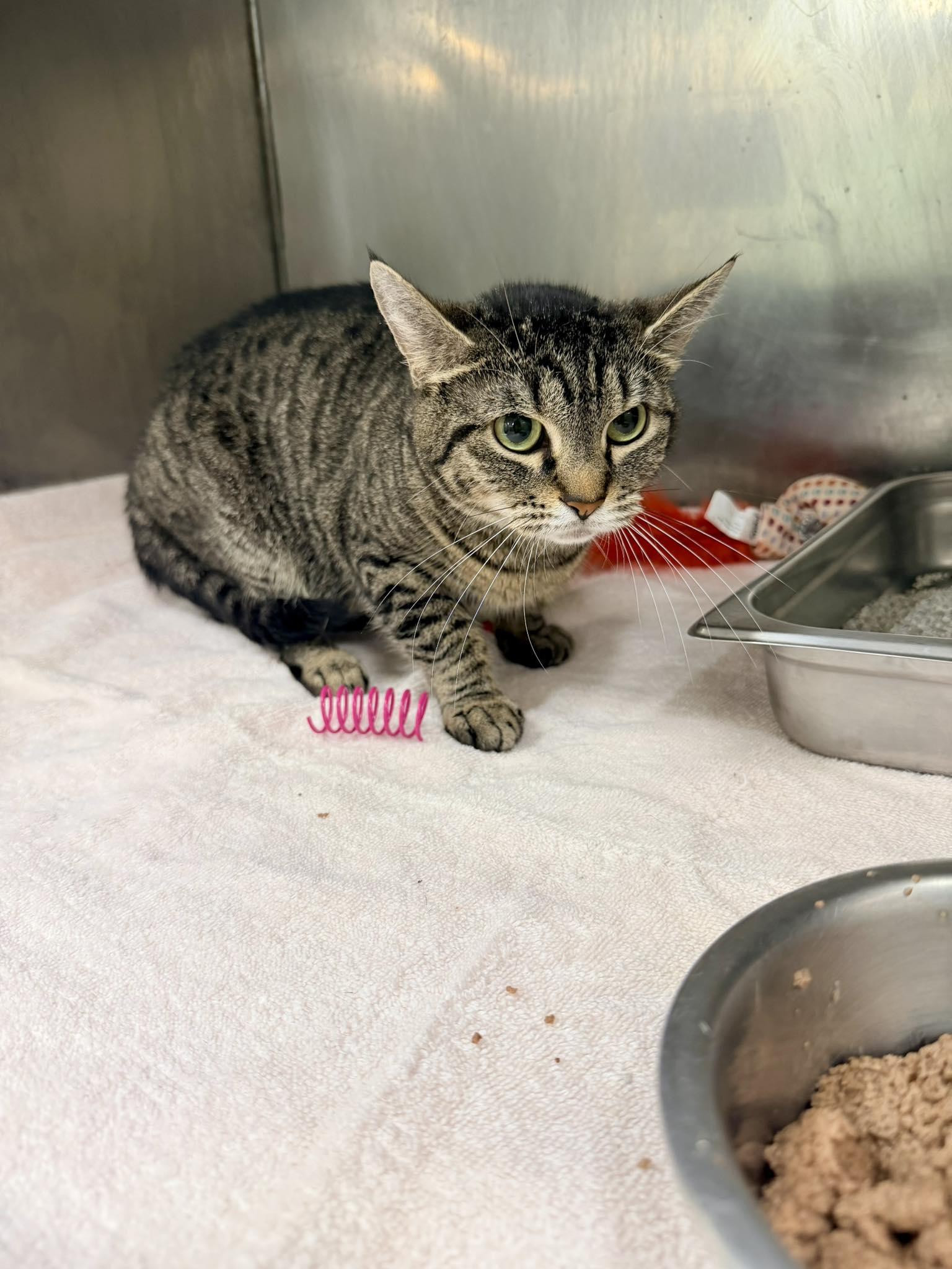 Enlarge Iris, a ADOPTABLE mixed breed in Passaic, NJ image 2/2