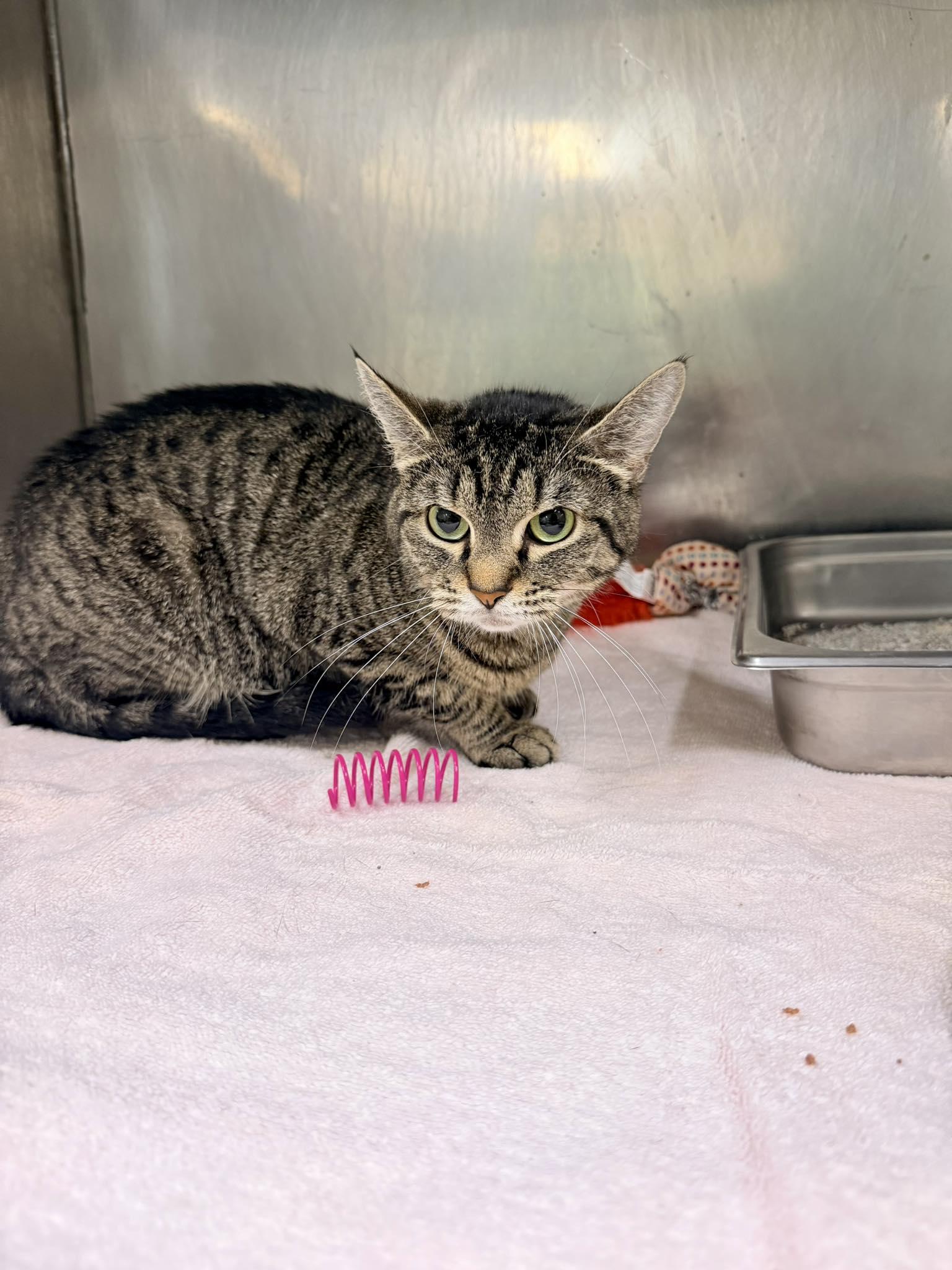 Enlarge Iris, a ADOPTABLE mixed breed in Passaic, NJ image 1/2