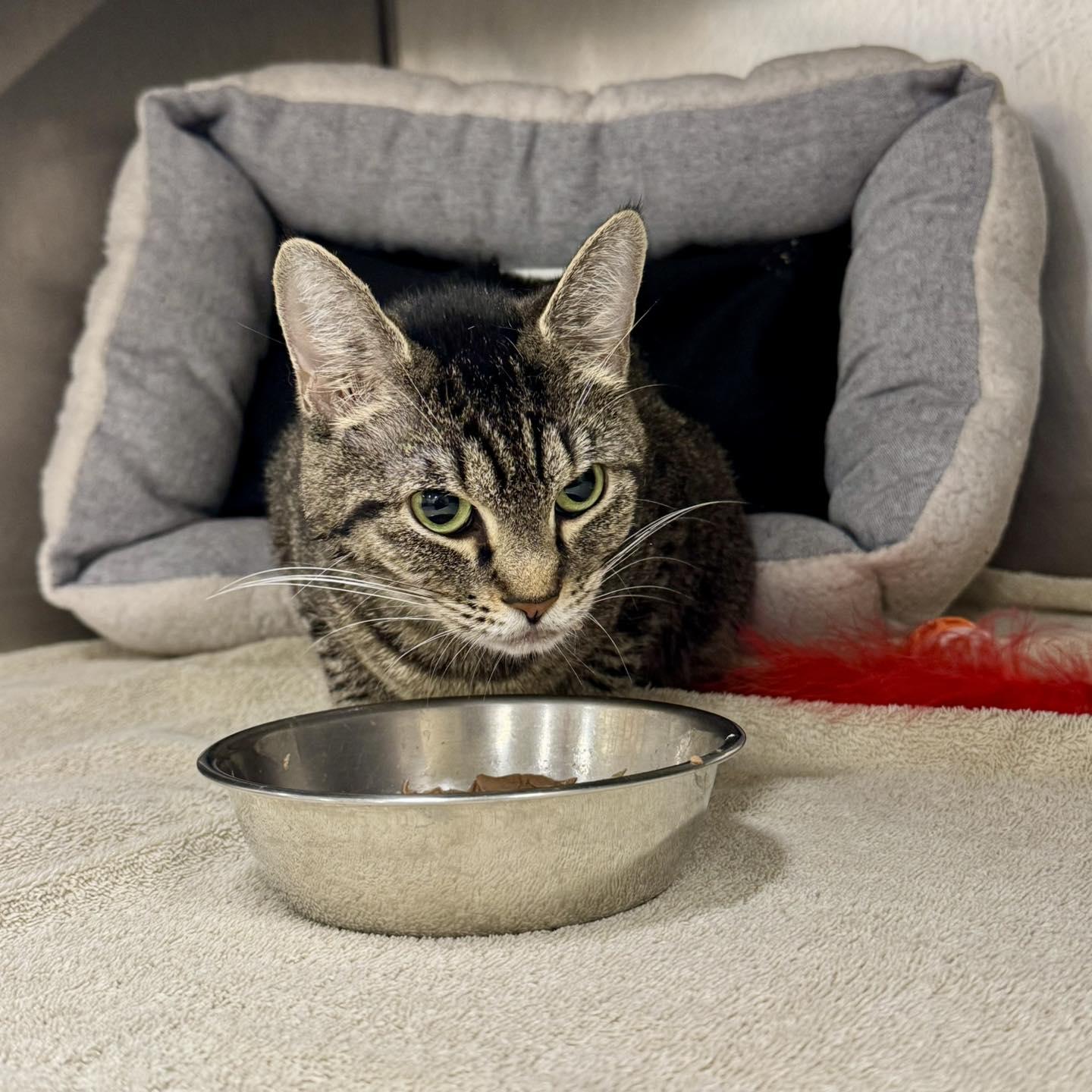 Iris, ADOPTABLE, Adult Female Domestic Short Hair.