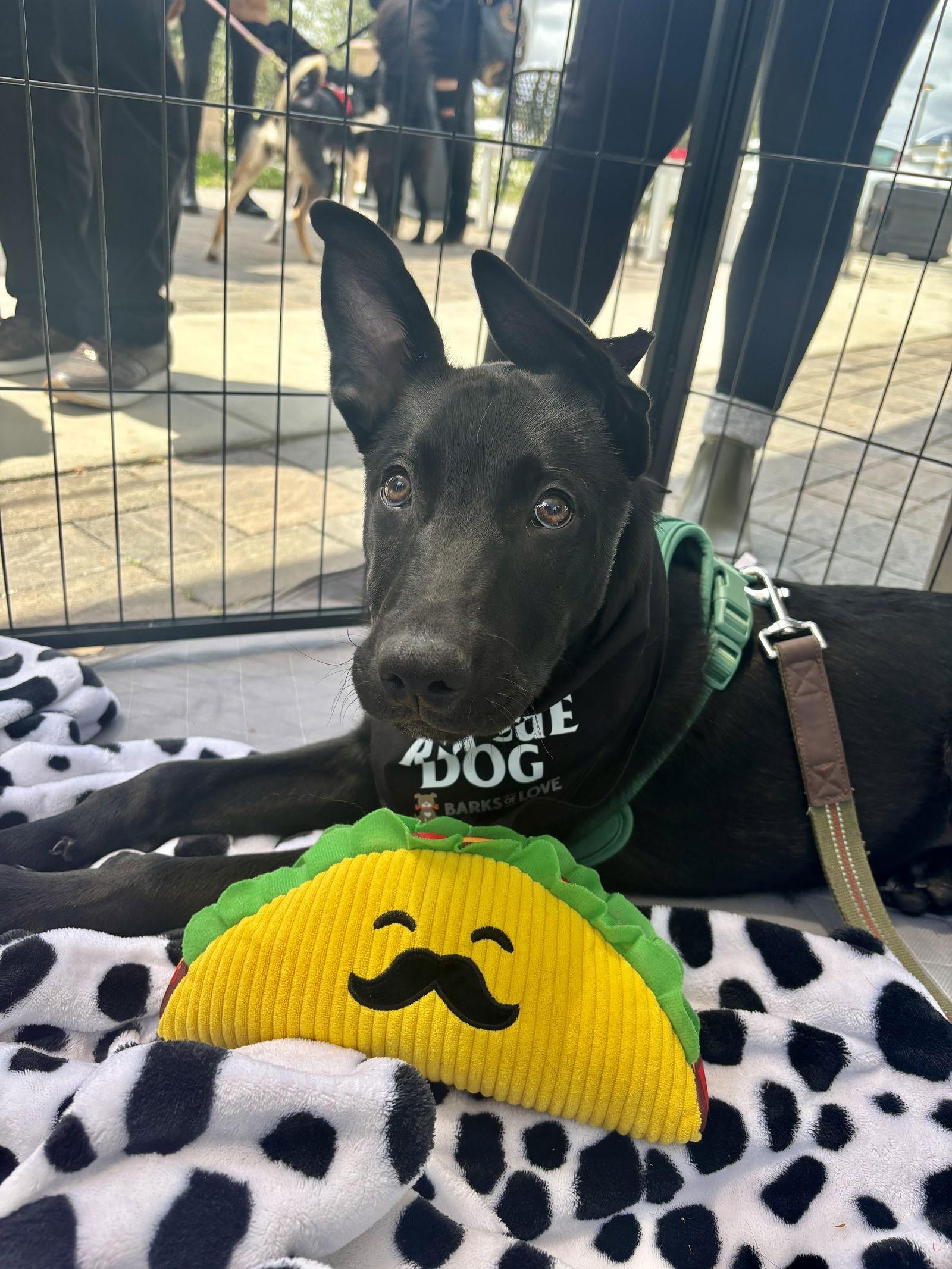 Charlie, Adopted, Puppy Male Shepherd.