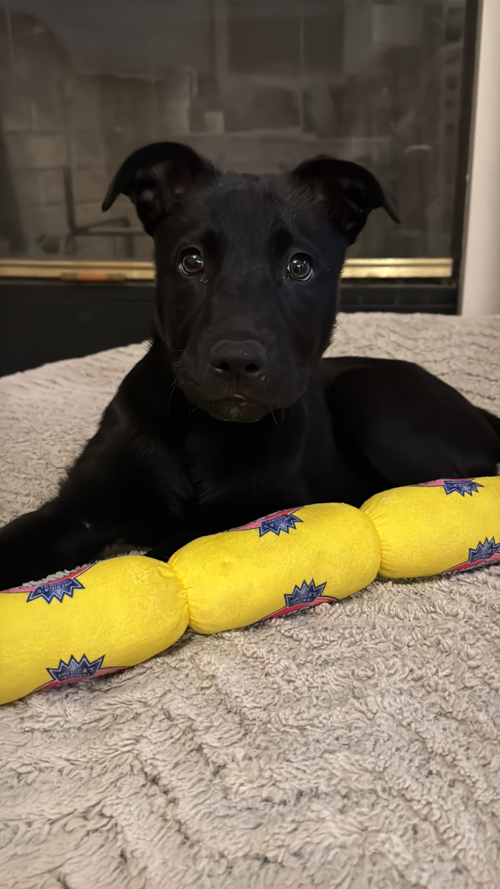 Enlarge Charlie, a Adopted Shepherd in Fullerton, CA image 2/3