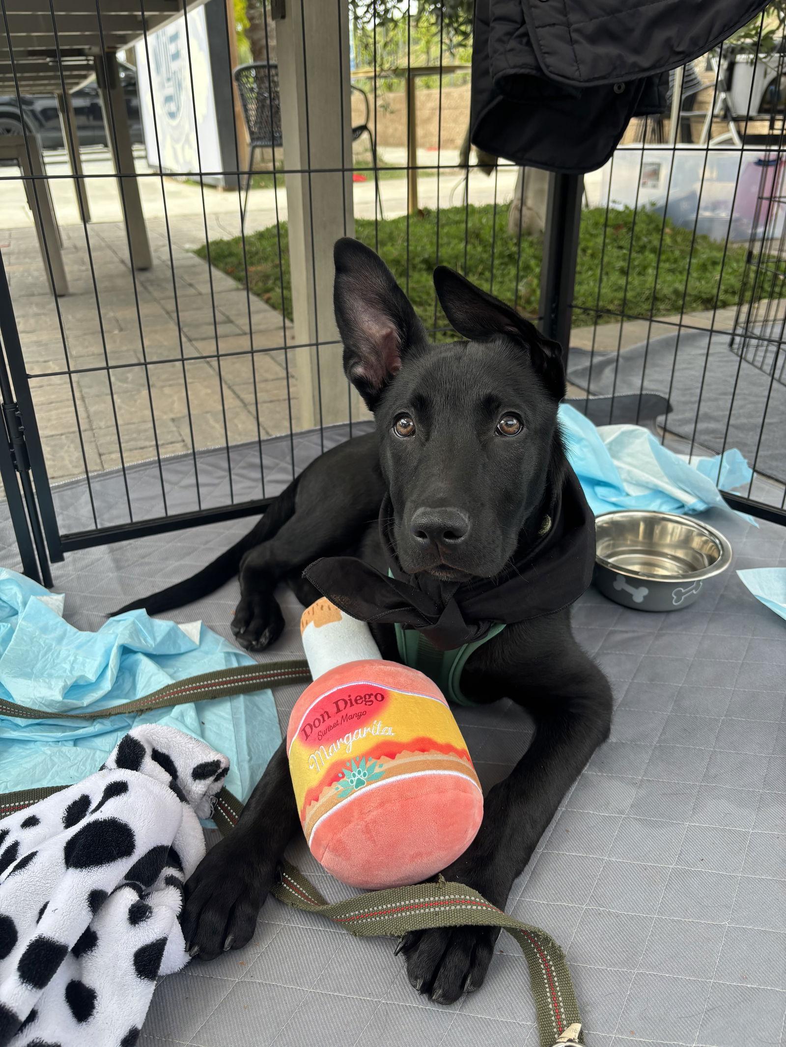 Enlarge Charlie, a Adopted Shepherd in Fullerton, CA image 3/3