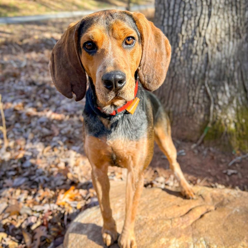 Ridge, Adoptable, Adult Male Hound.