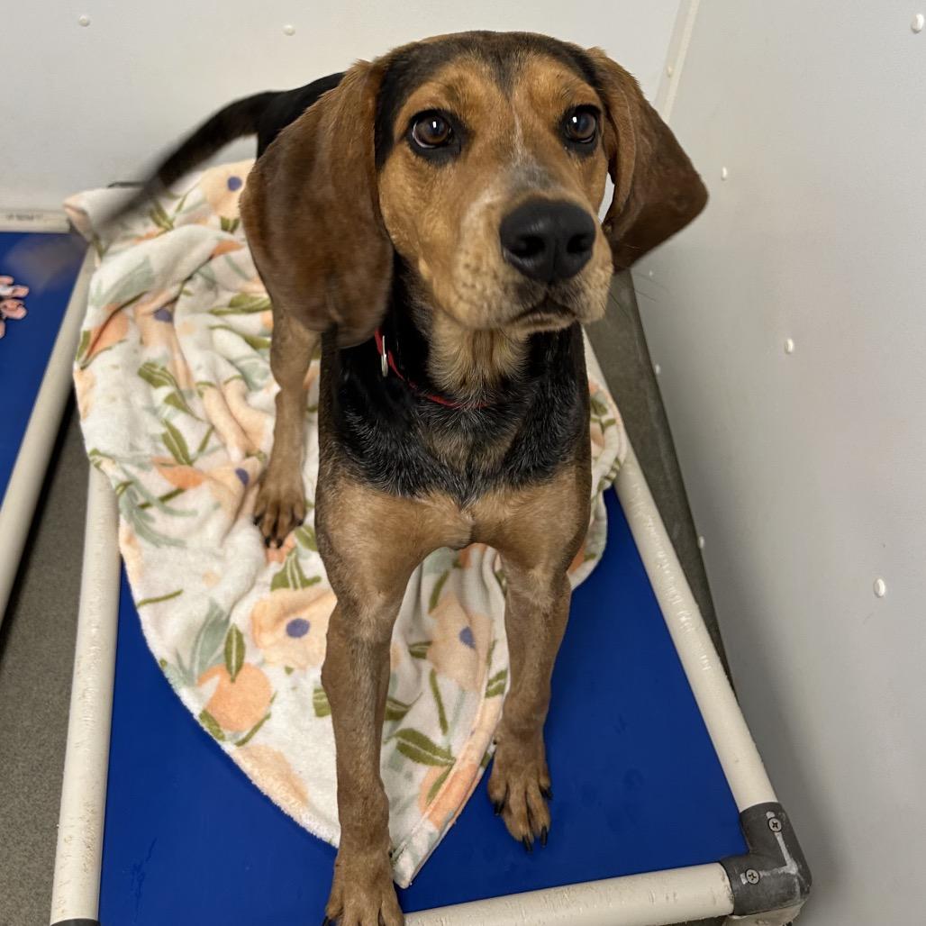 Enlarge Ridge, a Adoptable Hound in Rocky Mount, VA image 2/6