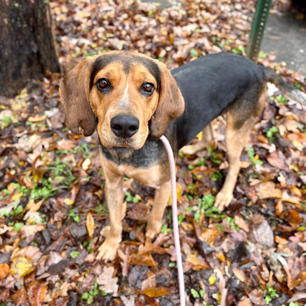 Enlarge Ridge, a Adoptable Hound in Rocky Mount, VA image 3/6