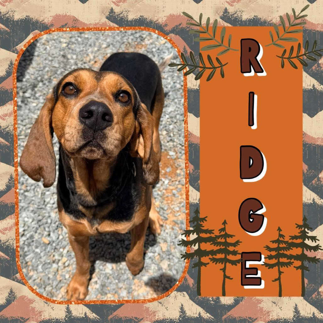 Enlarge Ridge, a Adoptable Hound in Rocky Mount, VA image 4/6