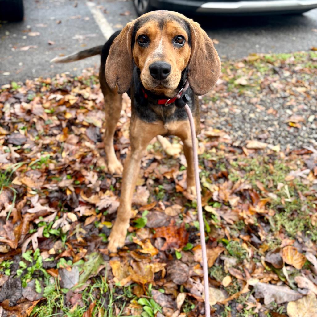Enlarge Ridge, a Adoptable Hound in Rocky Mount, VA image 5/6