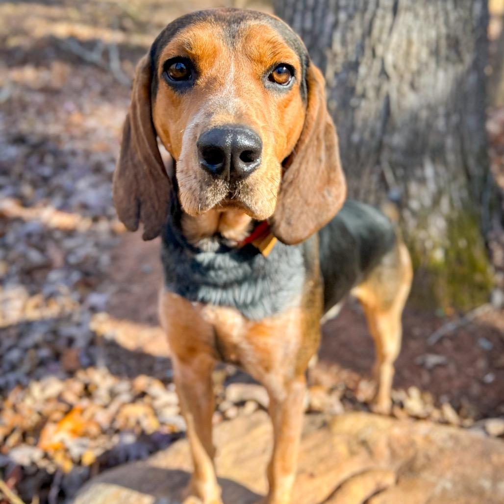 Enlarge Ridge, a Adoptable Hound in Rocky Mount, VA image 6/6