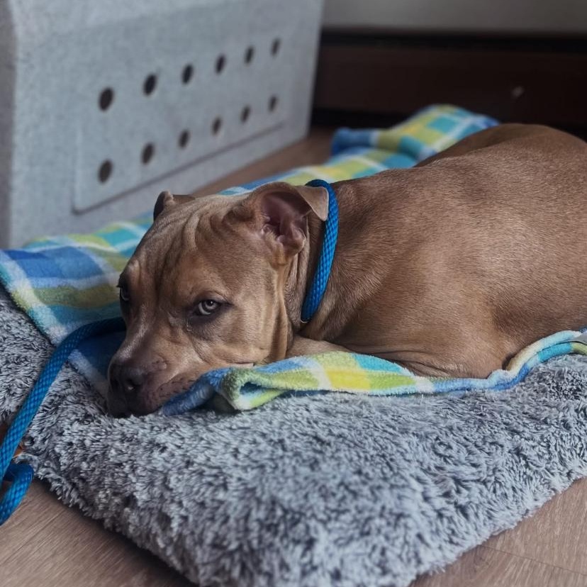 Toad, an adopted mixed breed in Philadelphia, PA image 6/6