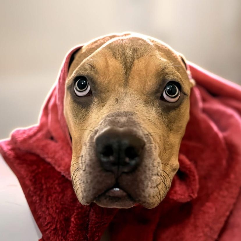 Toad, an adopted mixed breed in Philadelphia, PA image 3/6