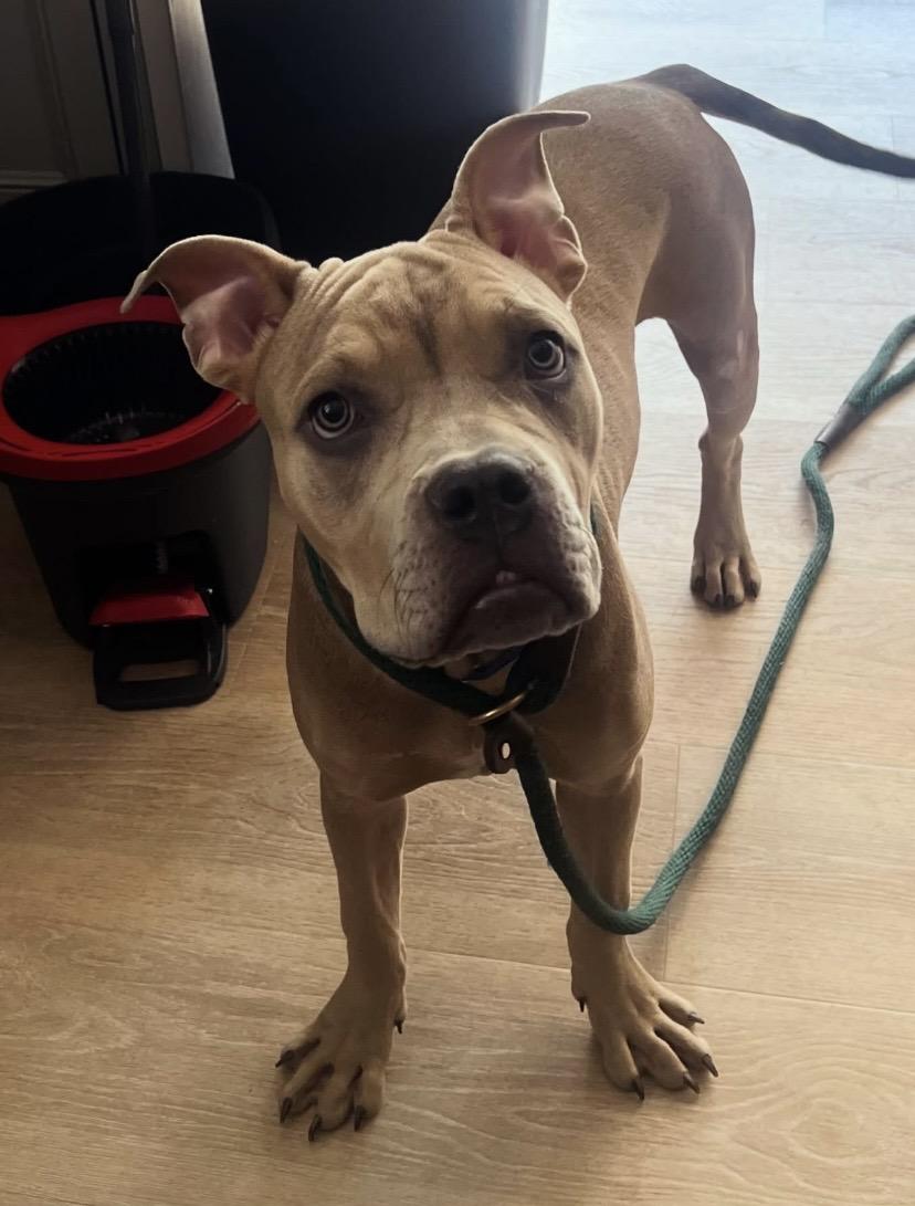 Toad, an adopted mixed breed in Philadelphia, PA image 1/6