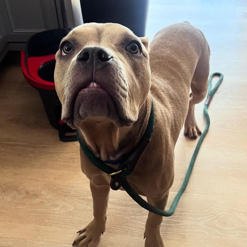Toad, an adopted mixed breed in Philadelphia, PA image 5/6