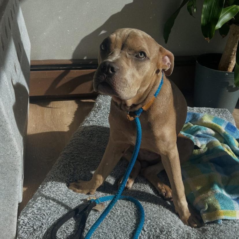 Toad, an adopted mixed breed in Philadelphia, PA image 4/6