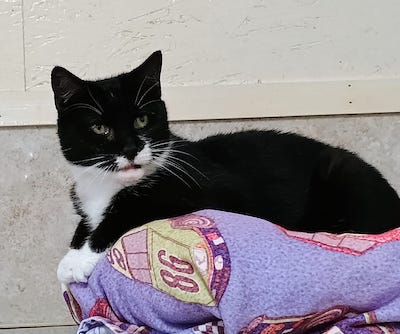 Cornelia, a Adoptable Tuxedo in Palmyra, VA image 1/6