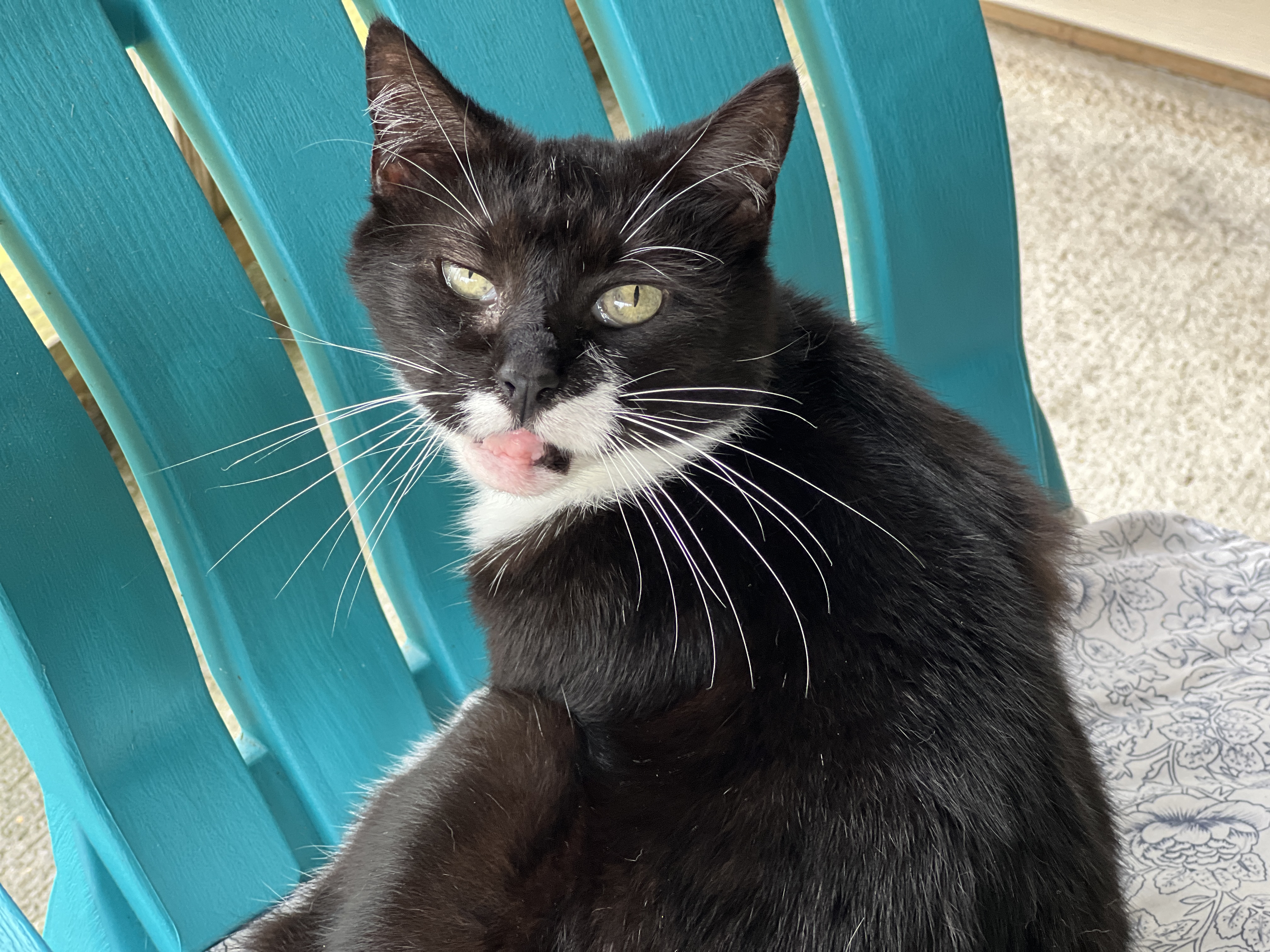 Cornelia, a Adoptable Tuxedo in Palmyra, VA image 2/6