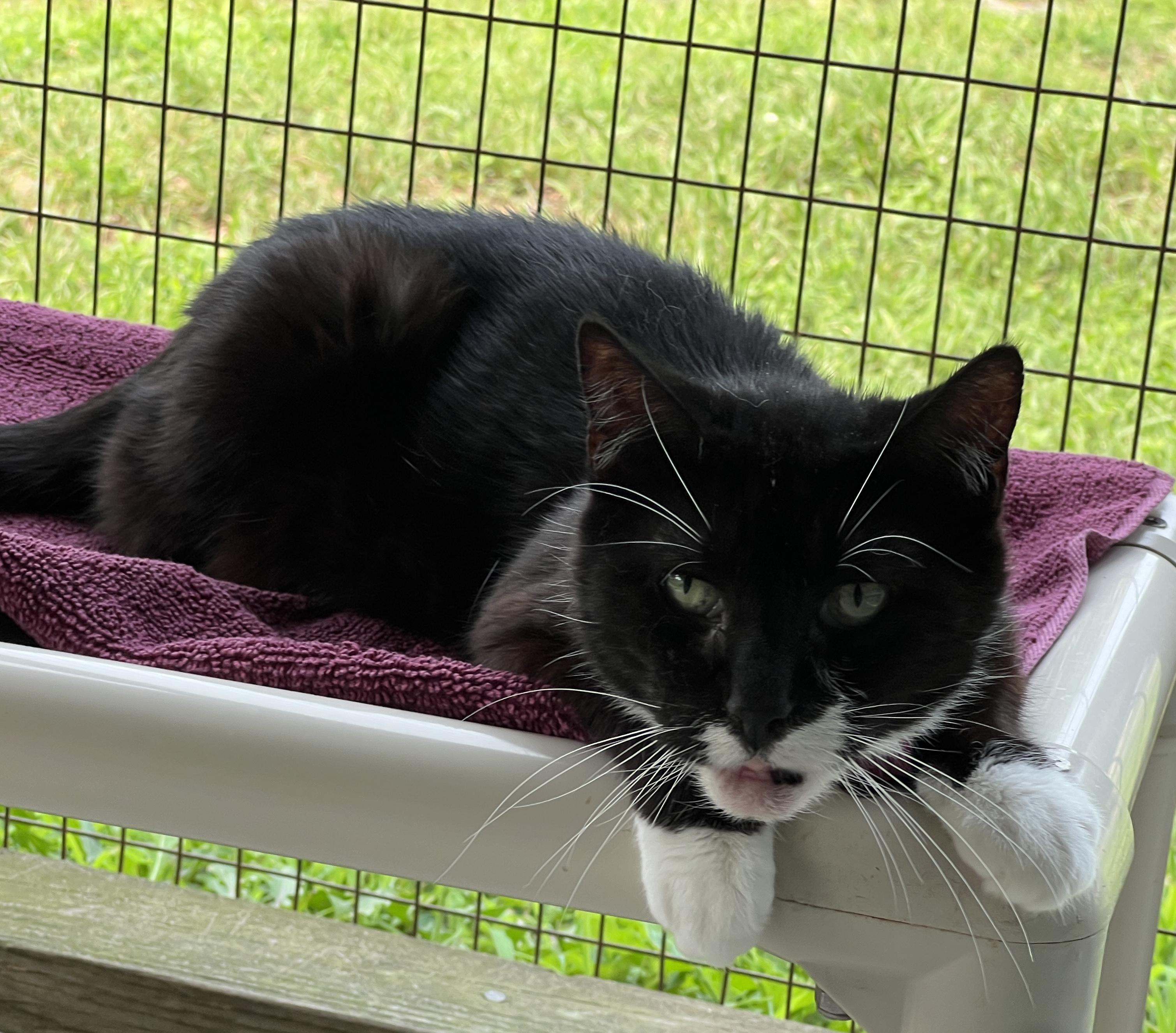 Cornelia, Adoptable, Senior Female Tuxedo.
