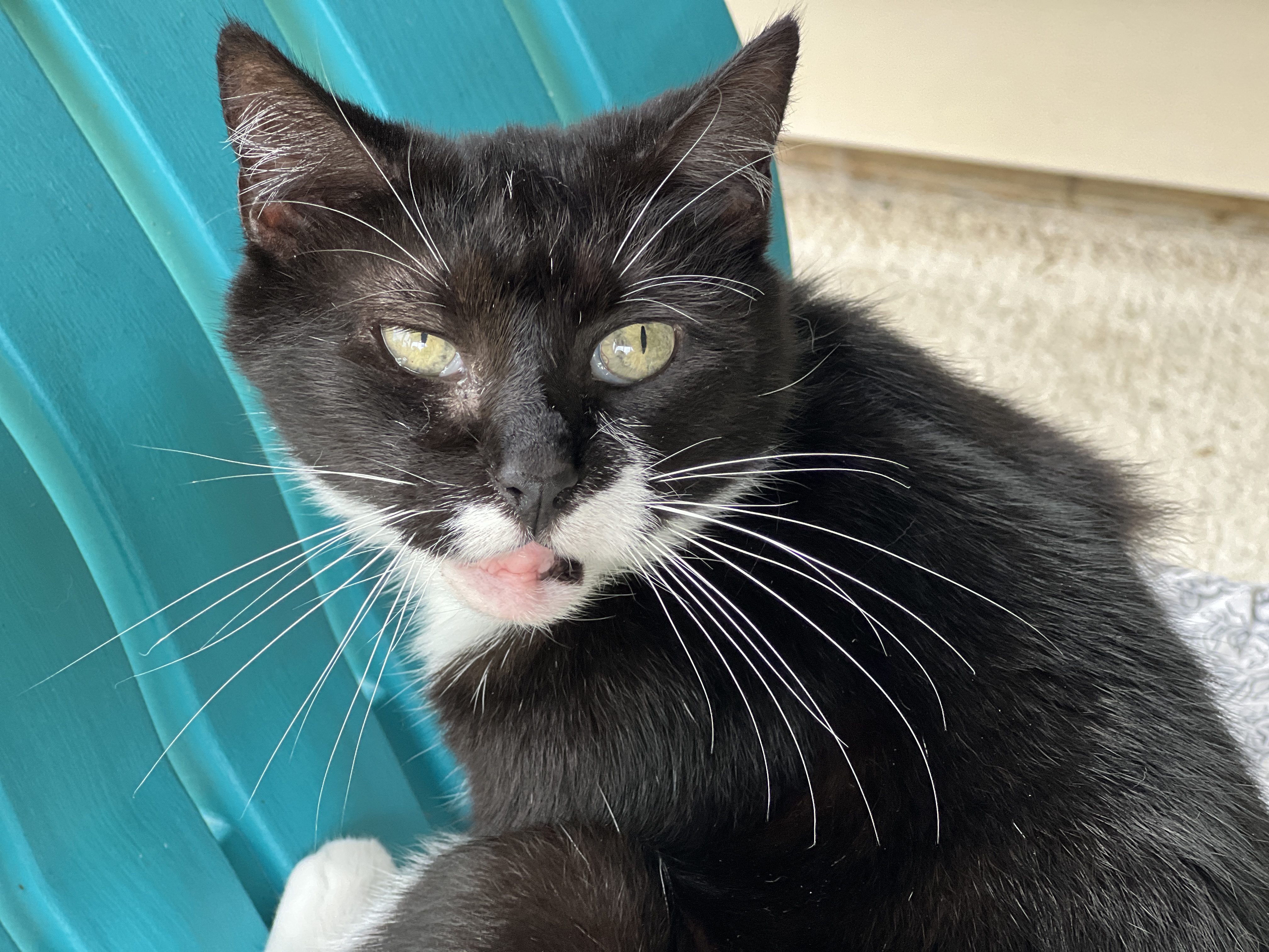 Cornelia, a Adoptable Tuxedo in Palmyra, VA image 6/6