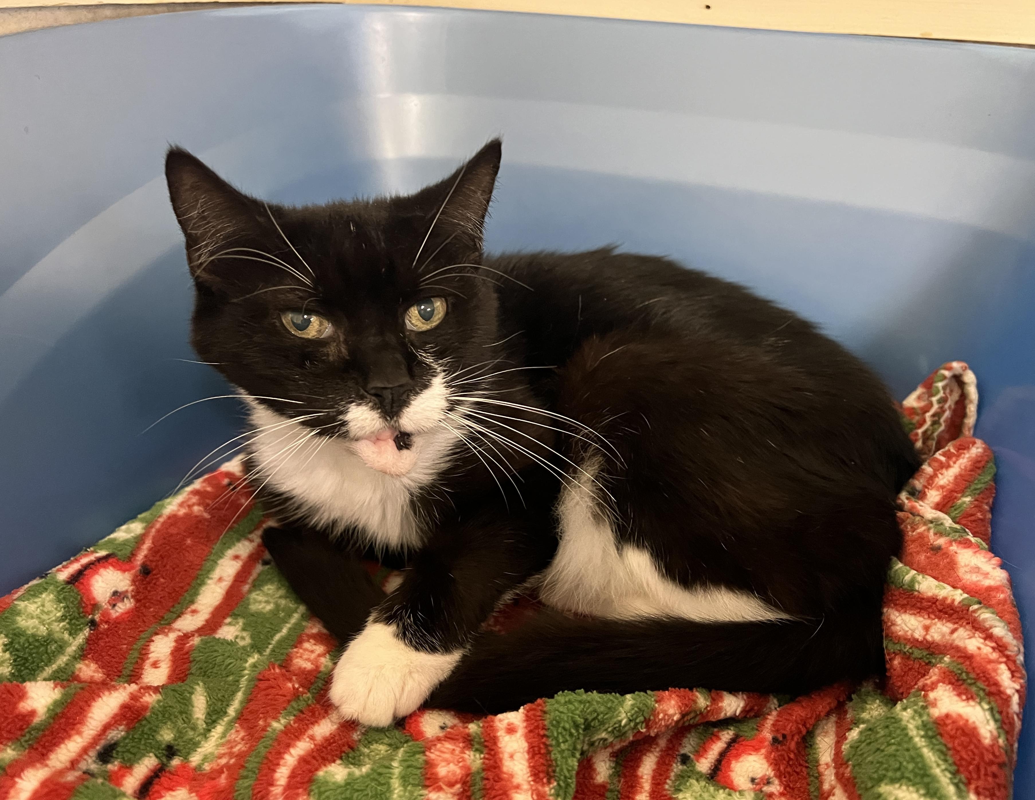 Enlarge Cornelia, a Adoptable Tuxedo in Palmyra, VA image 6/6