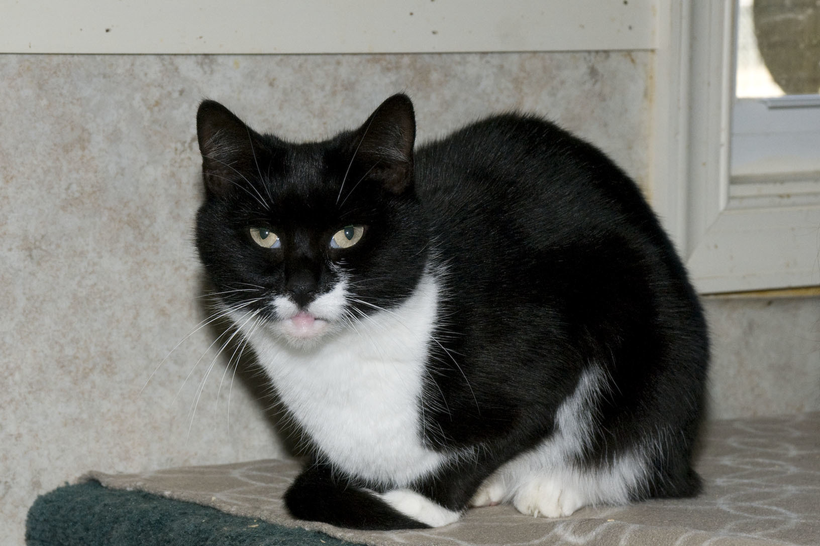 Cornelia, a Adoptable Tuxedo in Palmyra, VA image 3/6