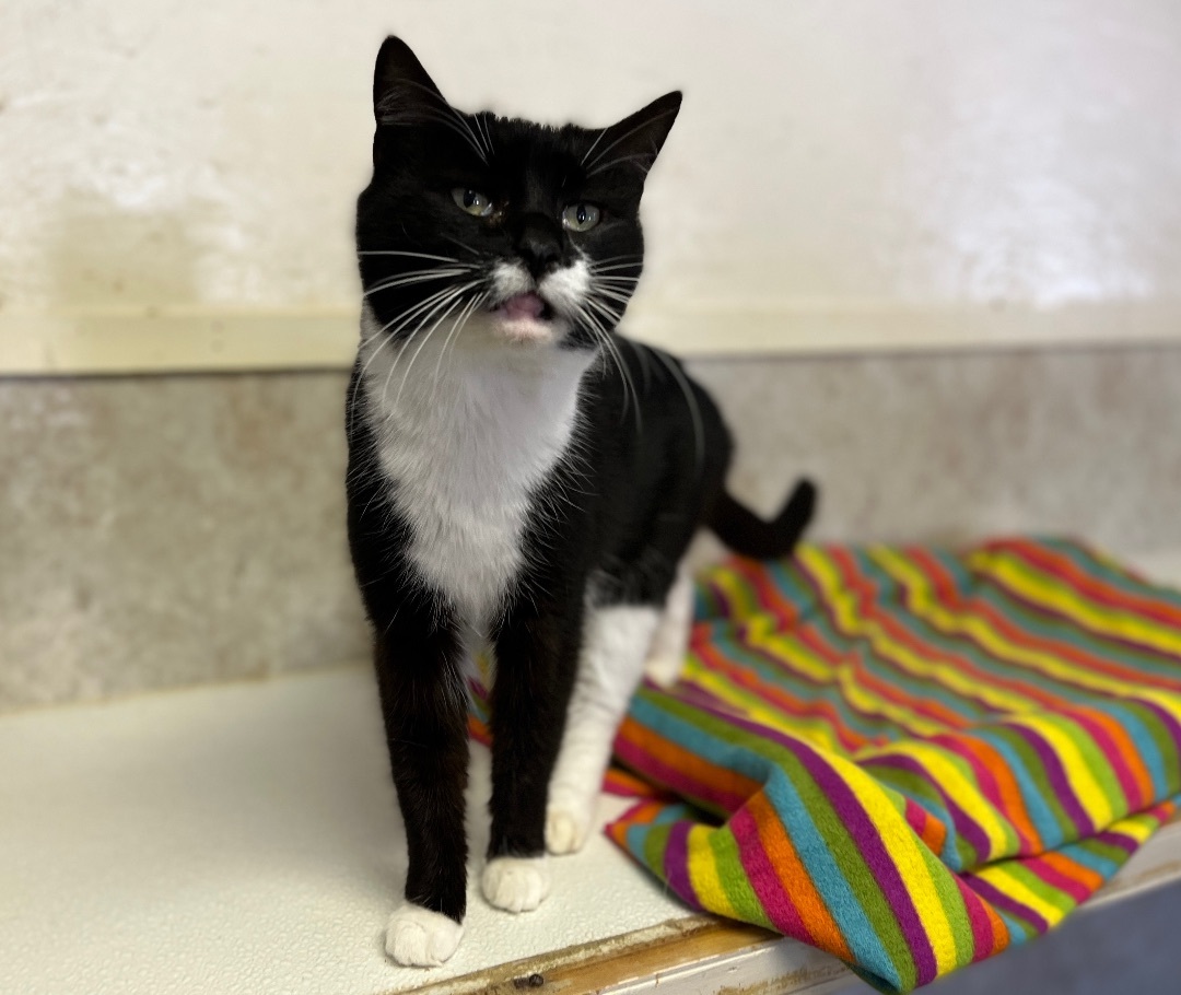 Cornelia, a Adoptable Tuxedo in Palmyra, VA image 4/6