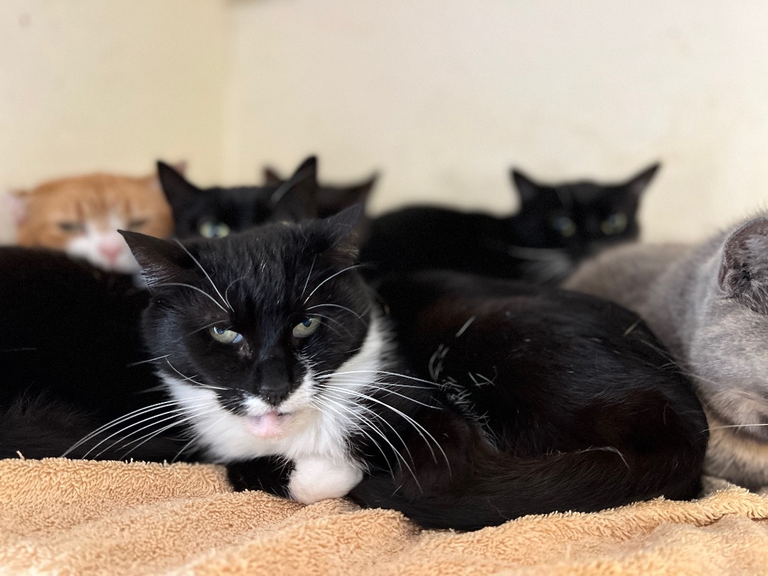 Cornelia, a Adoptable Tuxedo in Palmyra, VA image 5/6