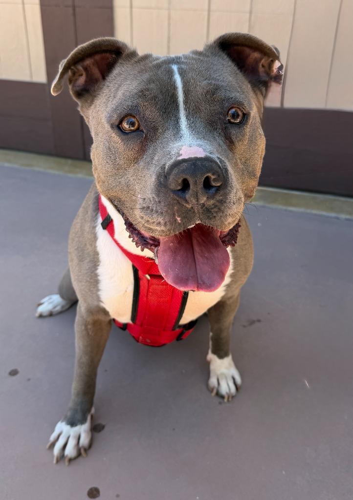 Valentina (Courtesy Post) -  - Adopt Me!, Adoptable, Adult Female American Staffordshire Terrier.