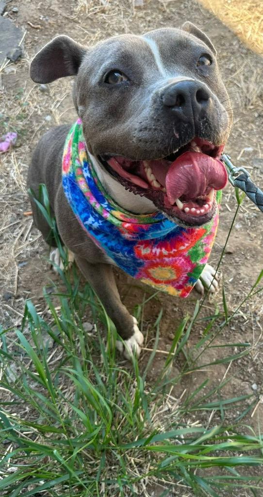 Valentina (Courtesy Post) -  - Adopt Me!, Adoptable, Adult Female American Staffordshire Terrier.