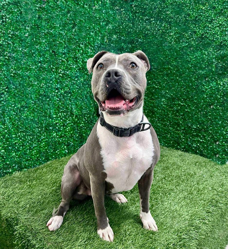 Valentina (Courtesy Post) - - Adopt Me!, a Adoptable mixed breed in Lake Forest, CA image 3/6