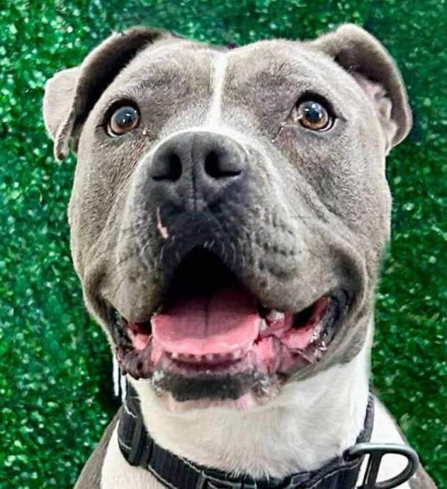 Valentina (Courtesy Post) - - Adopt Me!, a Adoptable mixed breed in Lake Forest, CA image 4/6