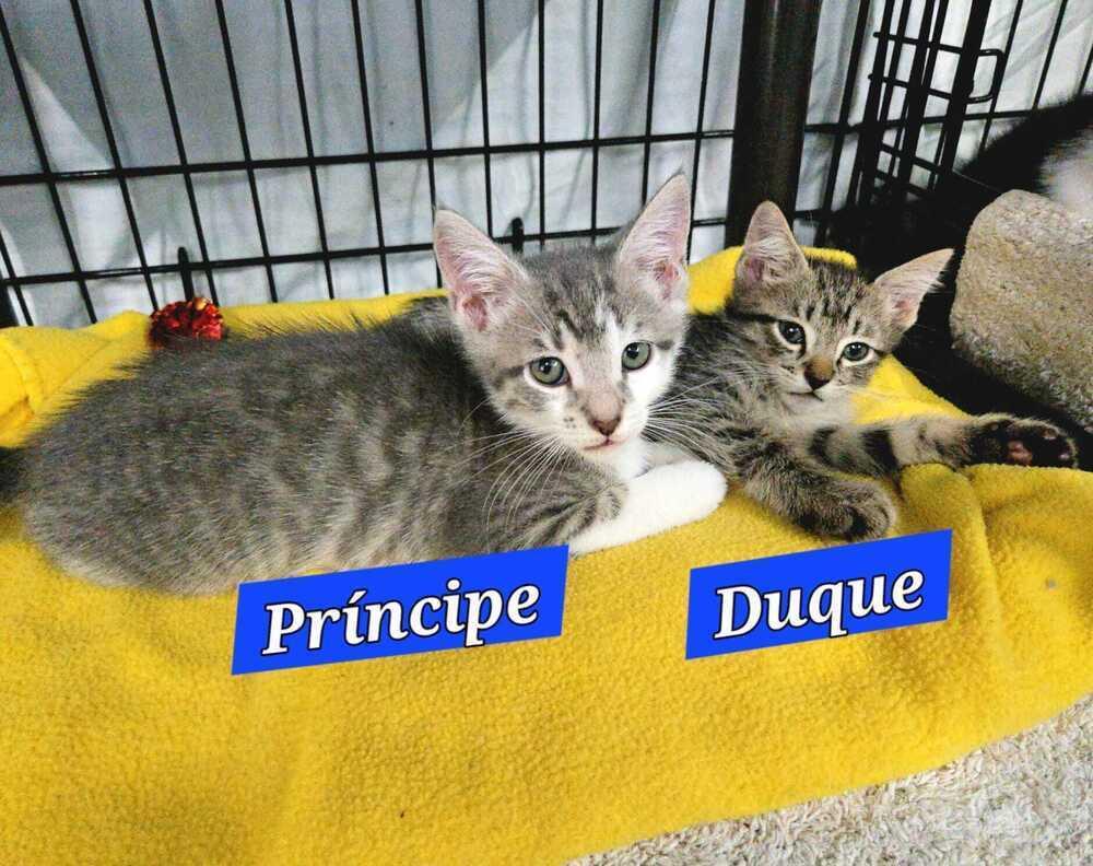 Principe (Prince) - Royal kitten, Adoptable, Kitten Male Domestic Short Hair.