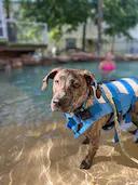 Enlarge Blanche, a Adopted mixed breed in Houston, TX image 1/6