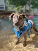 Enlarge Blanche, a Adopted mixed breed in Houston, TX image 3/6