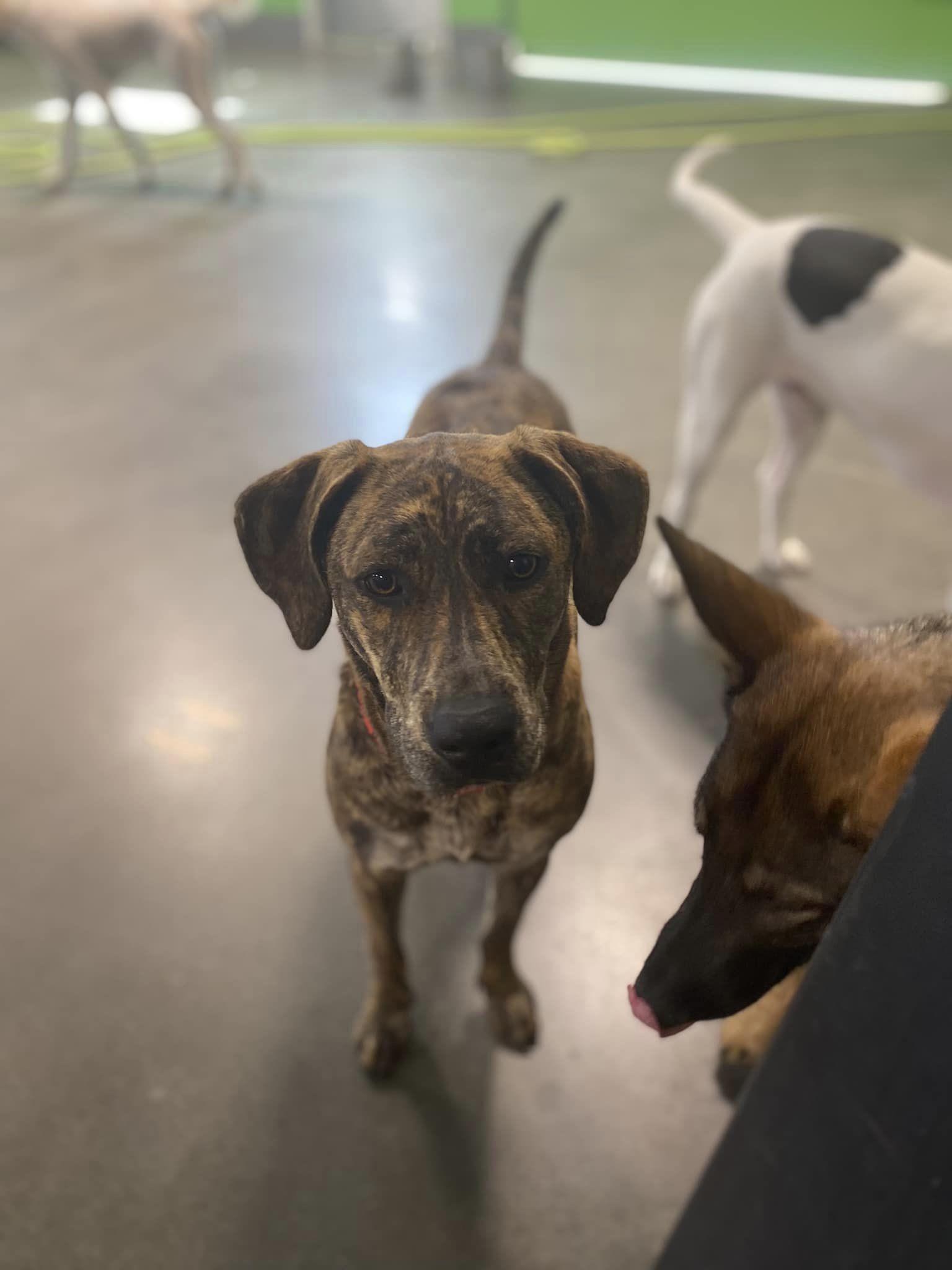 Enlarge Blanche, a Adopted mixed breed in Houston, TX image 4/6