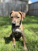 Enlarge Blanche, a Adopted mixed breed in Houston, TX image 6/6