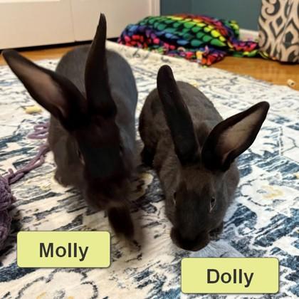 Molly, Adoptable, Baby Female Bunny Rabbit & Bunny Rabbit.