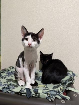Enlarge Poltergeist, a Adoptable mixed breed in Pleasanton, CA image 2/3