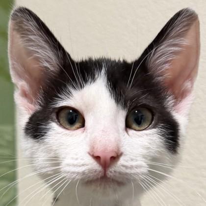 Poltergeist, Adoptable, Kitten Male Domestic Short Hair & Domestic Short Hair.