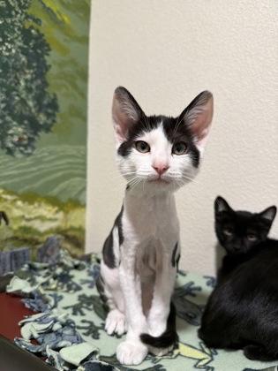 Enlarge Poltergeist, a Adoptable mixed breed in Pleasanton, CA image 3/3